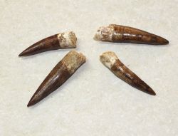 Spinosaurus - Dinosaurier Zahn - 4-5cm - 1 St�ck