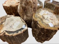 Versteinertes Holz - Stamm - 9-23cm - 6 St�mme im Set