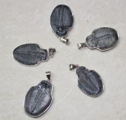 Trilobit - Anh�nger - 20-25mm - Silber - 1 St.