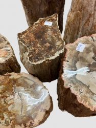 Versteinertes Holz - Stamm - 7-19cm - 7 St�mme im Set