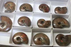 Ammonit - Cleoniceras - 55-75mm - 10 St�ck - Karton
