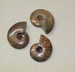Ammonit - Cleoniceras - 55-75mm - 10 St�ck - Karton