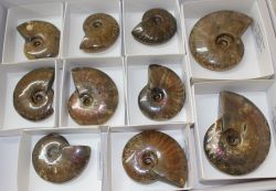 Ammonit - Cleoniceras - 55-75mm - 10 St�ck - Karton