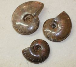 Ammonit - Cleoniceras - 55-75mm - 10 St�ck - Karton