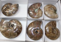 Ammonit - Cleoniceras - 10-14cm - 6 St�ck - Karton
