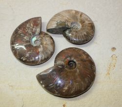 Ammonit - Cleoniceras - 10-14cm - 6 St�ck - Karton