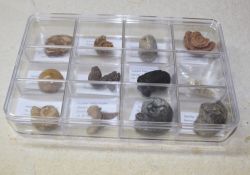 Fossilien Sammlung - 12 St�ck mit Beschreibung in Box
