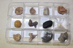 Fossilien Sammlung - 12 St�ck mit Beschreibung in Box
