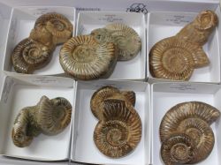 Ammonit - Kranaosphinctes - 8-11cm - 6 St�ck - Karton