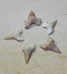 Versteinerter Haizahn - Marokko - 3,5-4,5cm - 60 St�ck - Karton