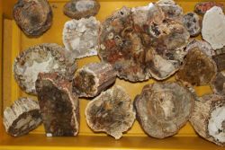 Versteinertes Holz - St�cke St�mme - 5-20cm -  15 kg