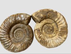 Ammonit - Kranaosphinctes - 21cm und 222cm - 2 St�ck im Set