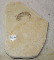 Versteinerter Krebs - Solnhofen - 23x16cm - Einzelst�ck
