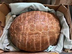 Versteinerte Schildkr�te - Stylemys sp. - 51,4 kg - Einzelst�ck