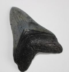 Megalodon - fossiler Haizahn - 11,7x11,8cm  Einzelst�ck