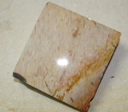 Versteinertes Holz - Palmholz 11,5x11cm Anschnitt - Einzelst�ck