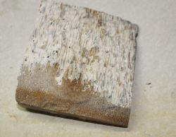 Versteinertes Holz - Palmholz 11,5x11cm Anschnitt - Einzelst�ck