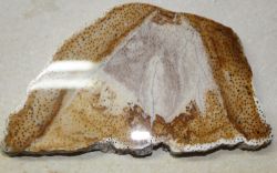 Versteinertes Holz - Palmholz  19x11cm  Scheibe - Einzelst�ck
