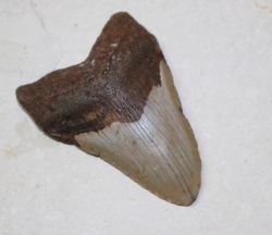 Megalodon - fossiler Haizahn - 12x11,5 cm Einzelst�ck