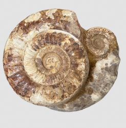Ammonit - Madagaskar - 50x42cm - 57,1kg - Einzelst�ck