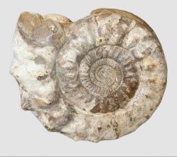 Ammonit - Madagaskar - 50x42cm - 57,1kg - Einzelst�ck