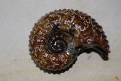 Ammonit - Douvelliceras - 12x9,5cm -  Einzelst�ck