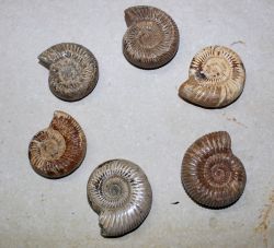 Ammonit - Perisphinctes - 4-5cm - 40 St�ck - Karton