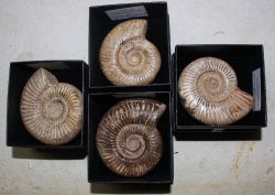 Ammonit - Perisphinctes - 6-7cm - in Geschenkbox - 1 St�ck