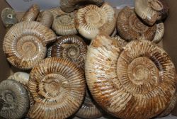 Ammonit - Perisphinctes - 6-12cm - 5 kg - Karton