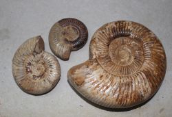 Ammonit - Perisphinctes - 6-12cm - 5 kg - Karton