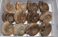 Ammonit - Perisphinctes - 5-6cm - 12 St�ck - Karton