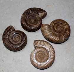 Ammonit - Perisphinctes - 5-6cm - 12 St�ck - Karton