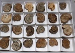 Ammonit - Perisphinctes - 3-4cm - 24 St�ck - Karton
