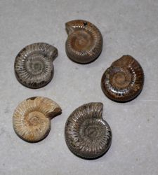 Ammonit - Perisphinctes - 3-4cm - 24 St�ck - Karton