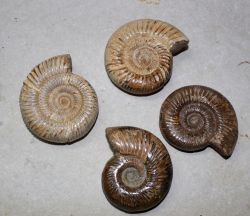 Ammonit - Perisphinctes - 6-7cm - 20 St�ck - Karton