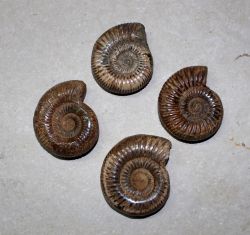 Ammonit - Perisphinctes - 4,5-5cm - 20 St�ck - Karton