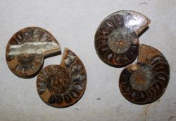 Ammonit - Madagaskar - 6-7cm - 6 Paare - Karton