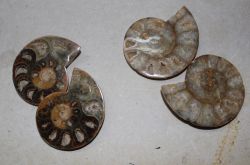 Ammonit - Madagaskar - 7-9cm - 8 Paare - Karton
