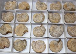 Ammonit - Perisphinctes - 5cm - 20 St�ck - Karton