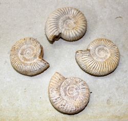 Ammonit - Perisphinctes - 5cm - 20 St�ck - Karton