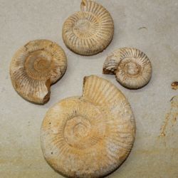 Ammonit - Perisphinctes - 5-11cm - 5kg - Karton