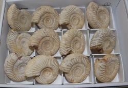 Ammonit - Perisphinctes - 5-6cm - 12 St�ck - Karton