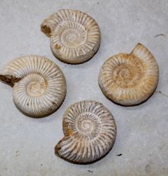 Ammonit - Perisphinctes - 5-6cm - 12 St�ck - Karton