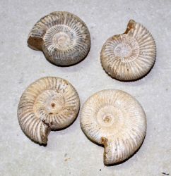 Ammonit - Perisphinctes - 4-5cm - 20 St�ck - Karton