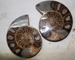 Ammonit - Madagaskar - 13x11cm - 1 Paar - Einzelst�ck