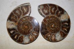 Ammonit - Madagaskar - 13,5x11,5cm - 1 Paar - Einzelst�ck