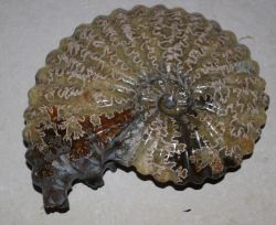 Ammonit - Madagaskar - 17x13,5cm - Einzelst�ck
