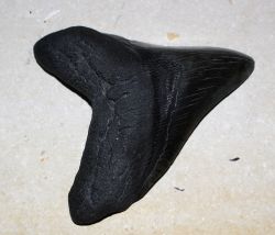 Megalodon - fossiler Haizahn - 12x11,2 cm Einzelst�ck