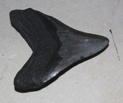 Megalodon - fossiler Haizahn - 12x11,2 cm Einzelst�ck