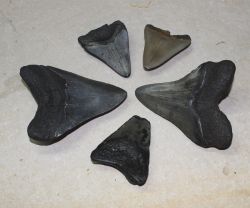 Megalodon - fossiler Haizahn - 5,5-9,8cm - 5 St�ck - Karton